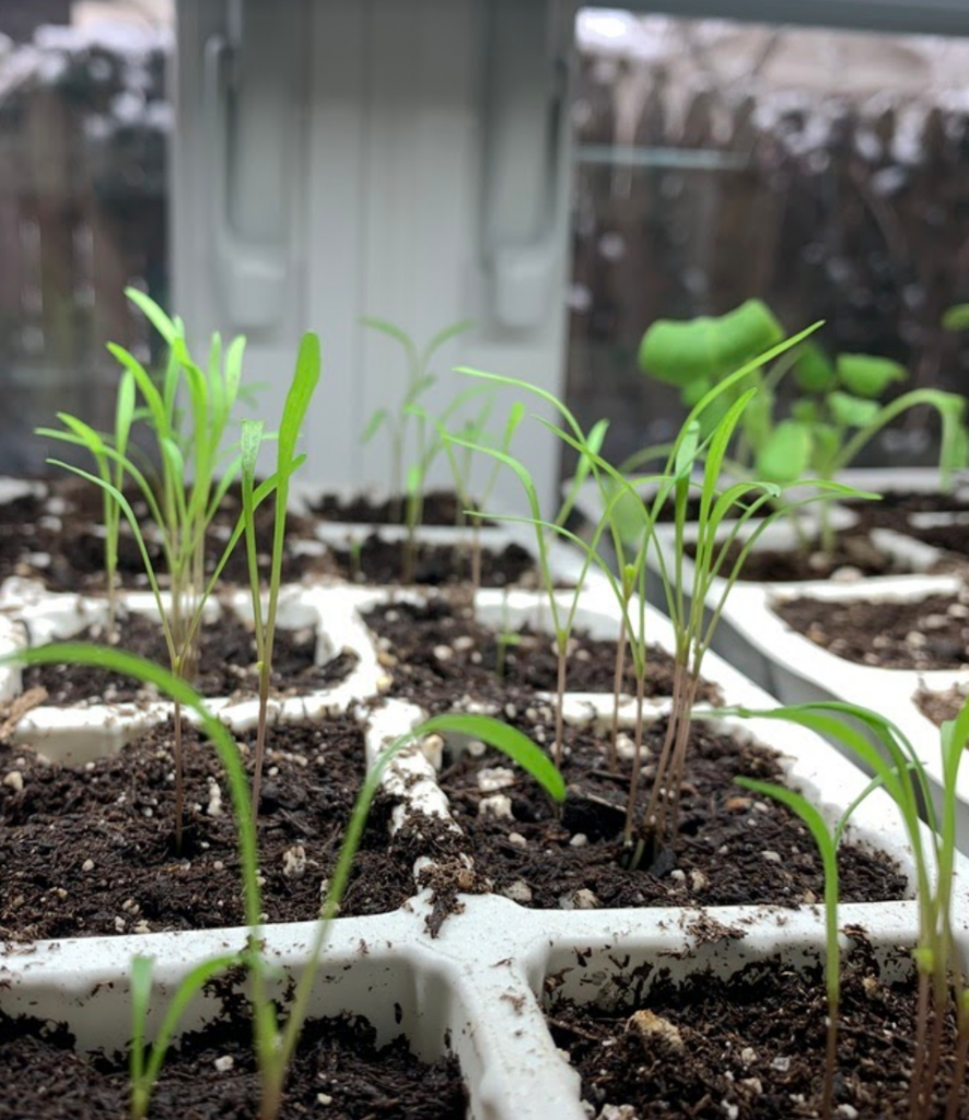 plants-sprouting-from-seed