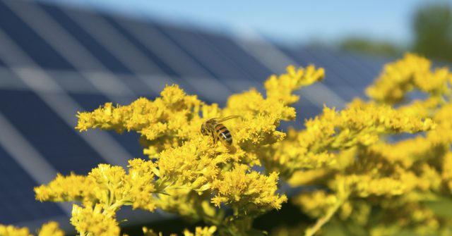 bees-pollinators-on-yellow-flower-near-solar-panels