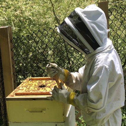 Beekeeping for Beginners: What Does It Take To Make Your Own Honey?