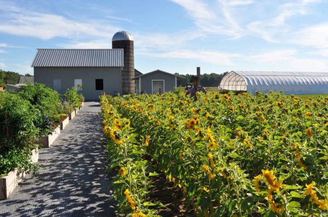 pitney meadows farm in saratoga springs ny is going solar with suncommon